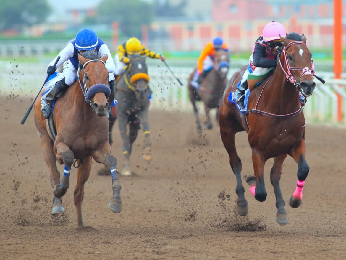 Haras Rancho Fátima con lo mejor de su producción a venta este 03 de julio