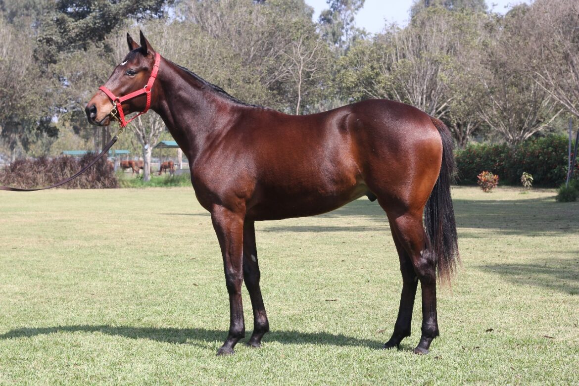 Hijos de Southdale y Bay Of Plenty engalanan Remate Tradicional del Rancho Fátima