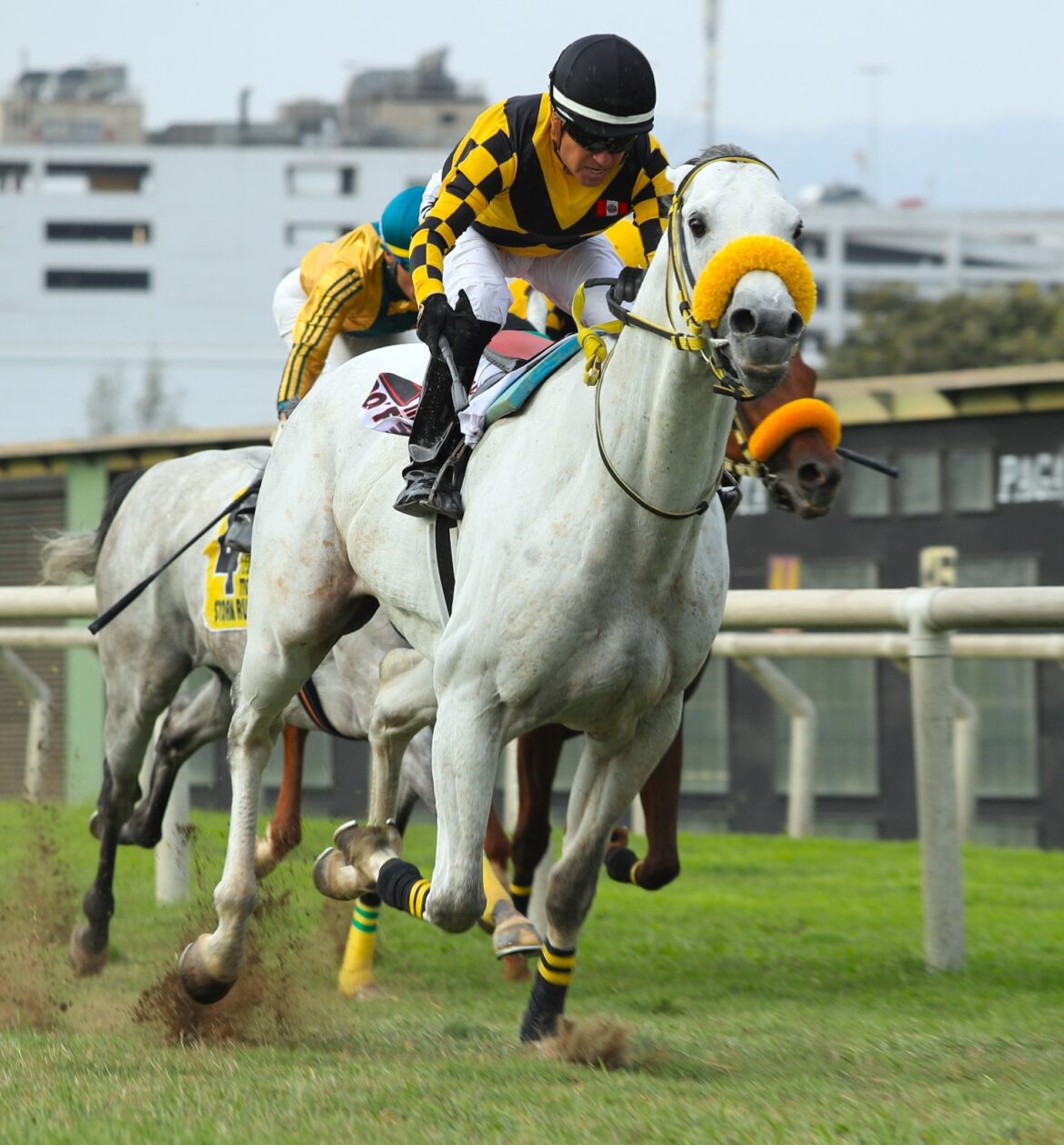 Don Feres, un caballo diferente