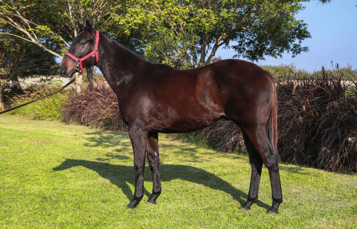 Hijo de King Daddy y Freya sale a venta en Remate de Selectos