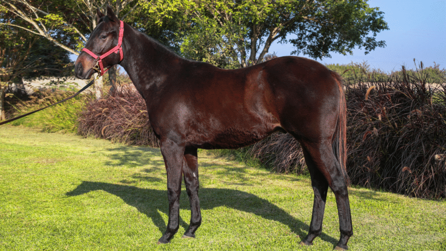Hijo de King Daddy y Freya sale a venta en Remate de Selectos