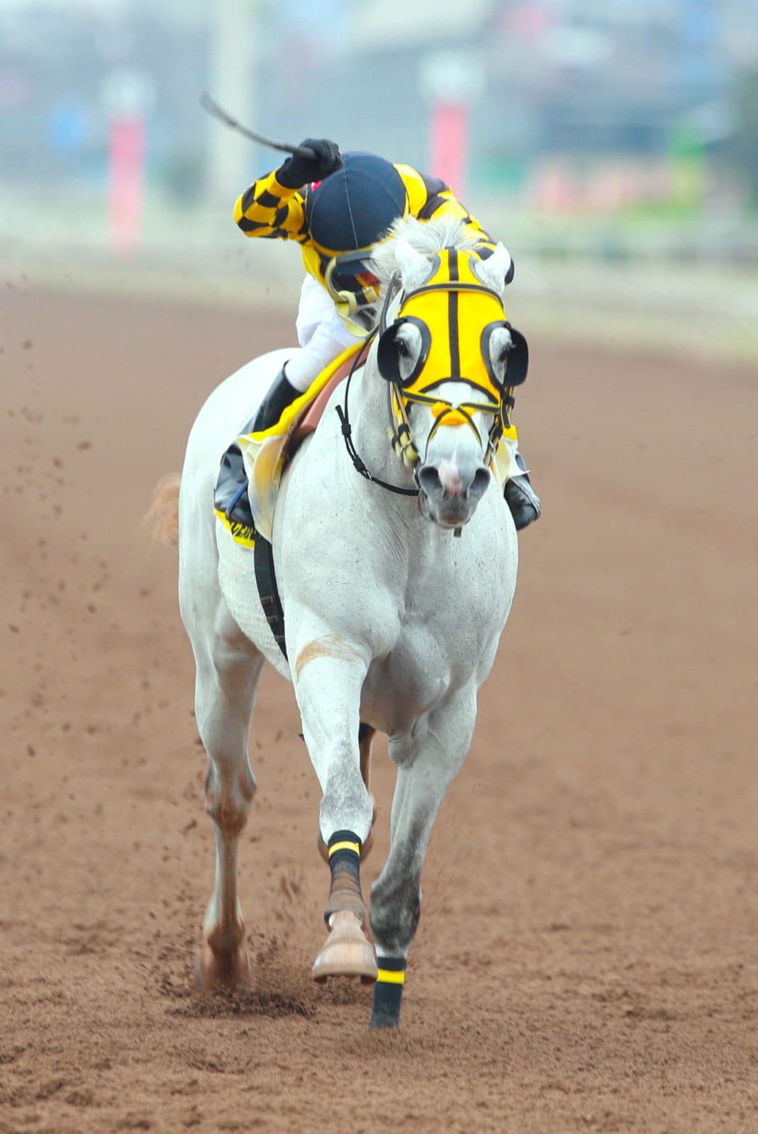 Enforceable brilló en el Clásico Jockey Club del Perú (G1)