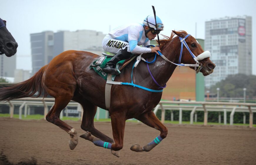 Nuevo cuadruplete del Haras Rancho Fátima