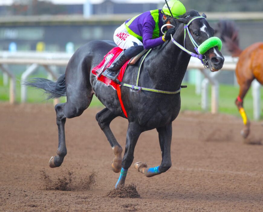 Gallo Negro se reencontró con el éxito