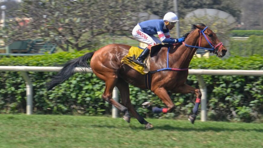 Tres más para Singe The Turf y otro sextuplete en la semana para el HRF
