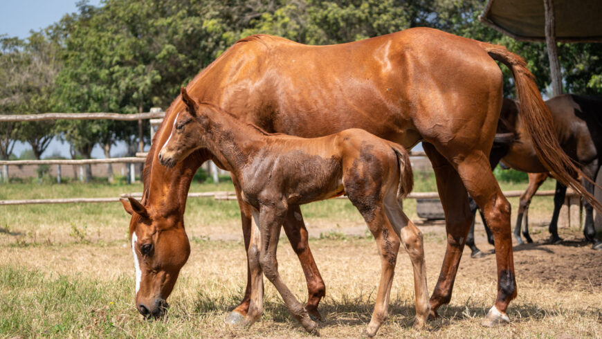 Este jueves 13 será la Subasta de Fin de Temporada del HRF