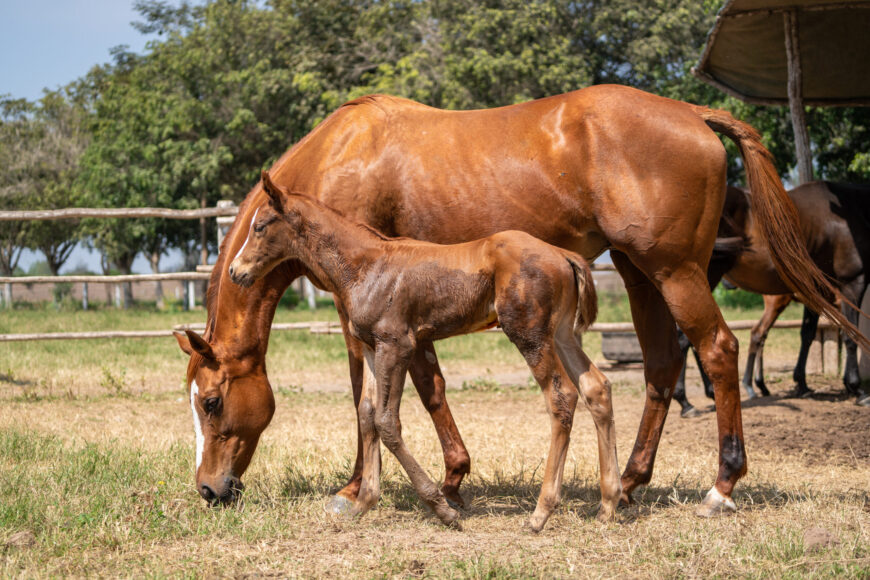 Este jueves 13 será la Subasta de Fin de Temporada del HRF