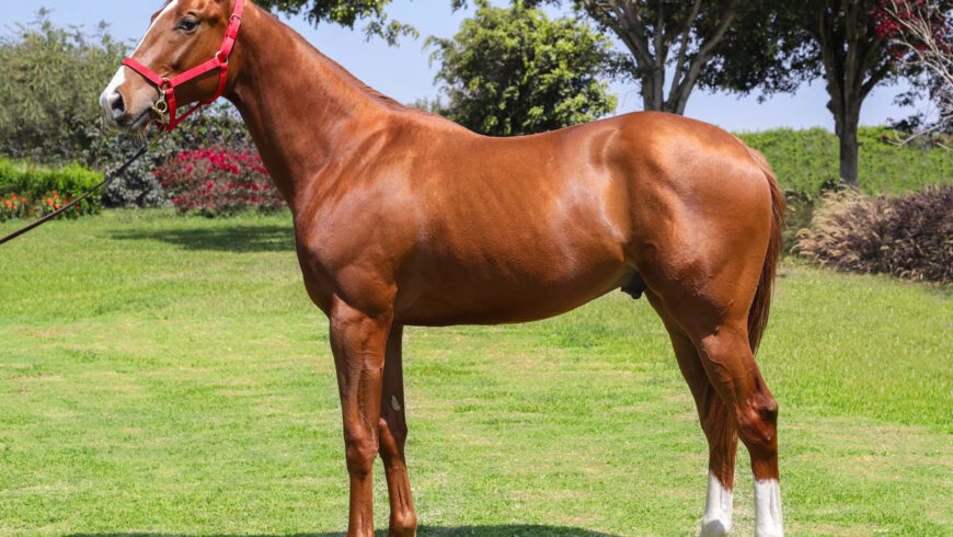 Propio hermano de La Rusia sale en la Subasta de Fin de Temporada del HRF