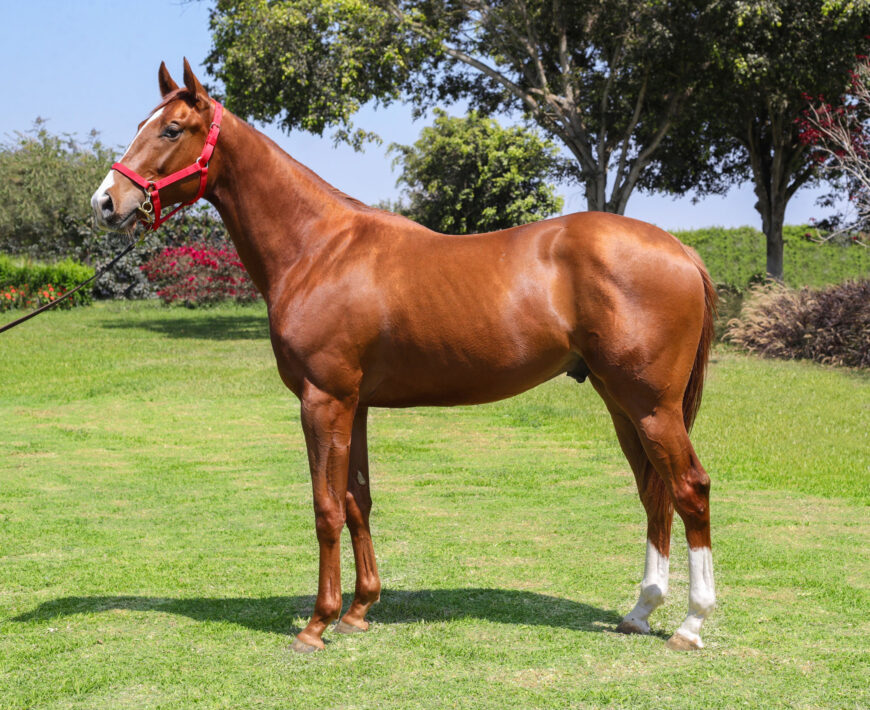 Propio hermano de La Rusia sale en la Subasta de Fin de Temporada del HRF