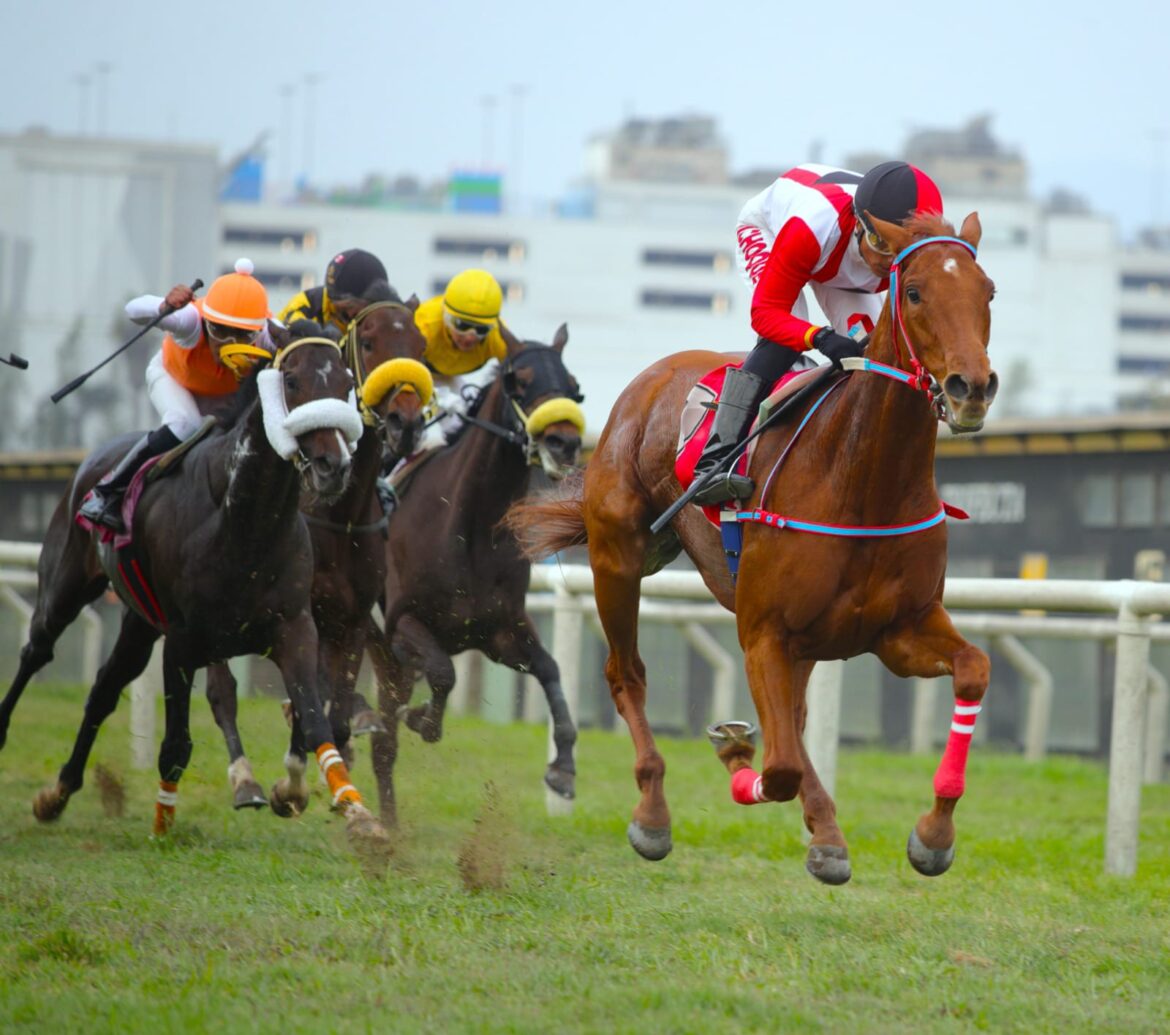 Sumaq Tika se convirtió en la cría ganadora número 100 de Singe The Turf