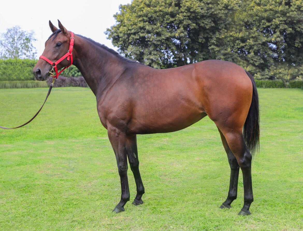 Tres crías por Super Nao salen a subasta este jueves