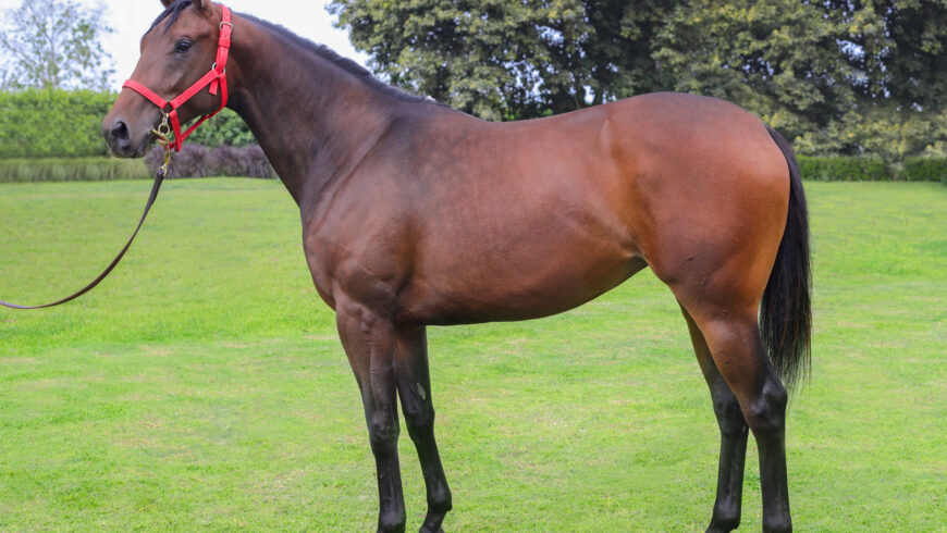 Tres crías por Super Nao salen a subasta este jueves