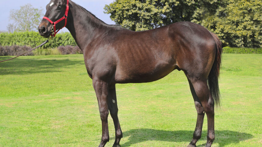 Hermanos de Within Temptation y Brera salen en Subasta de Fin de Temporada