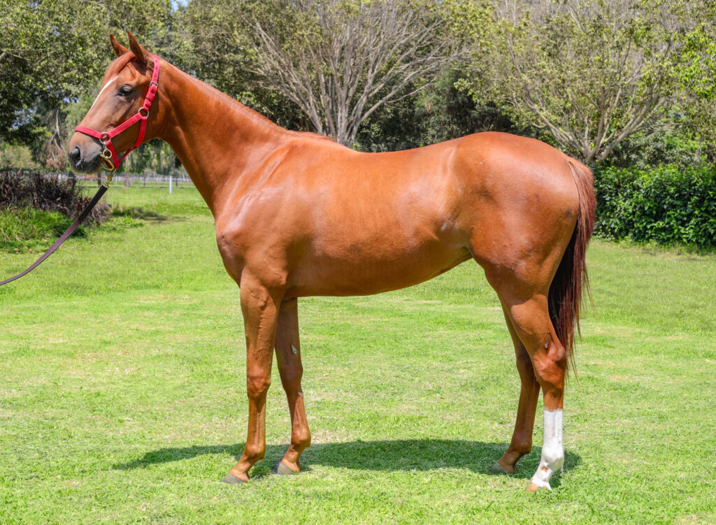 Hermana entera de Rumana a la venta este jueves