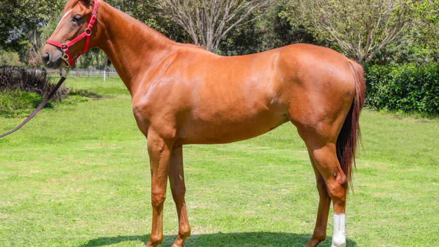 Hermana entera de Rumana a la venta este jueves