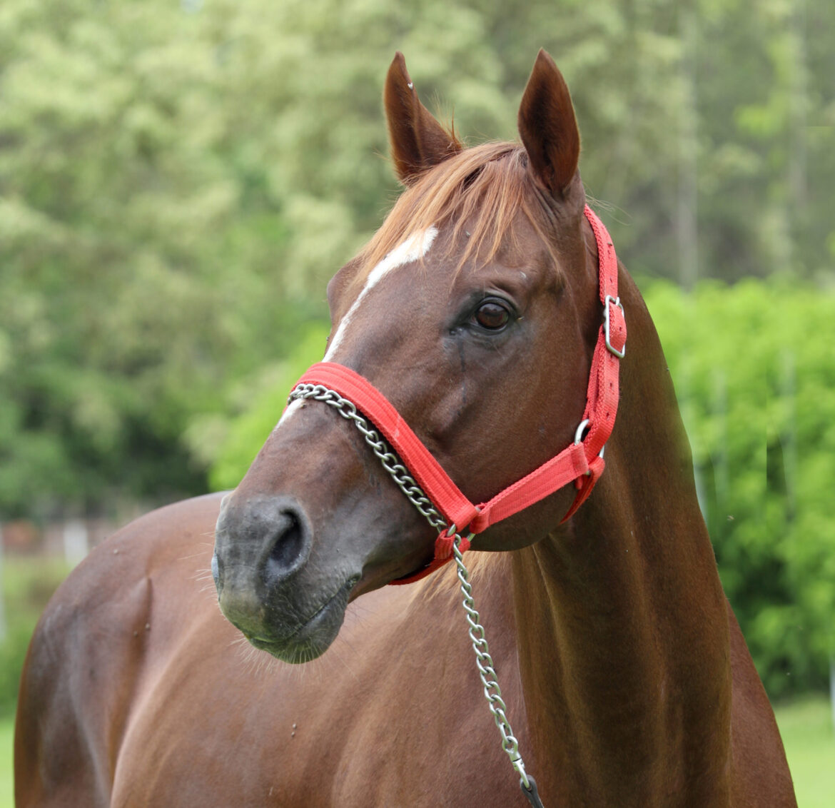 Singe The Turf presente en el pedigrí de los que definieron el Postín [G2]