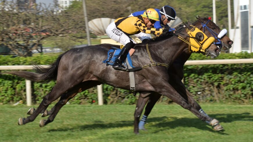 Preakness, por distanciamiento, otra ganadora para Singe The Turf