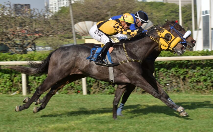 Preakness, por distanciamiento, otra ganadora para Singe The Turf