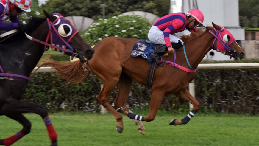 Aguerrida y otro cría ganadora para Singe The Turf