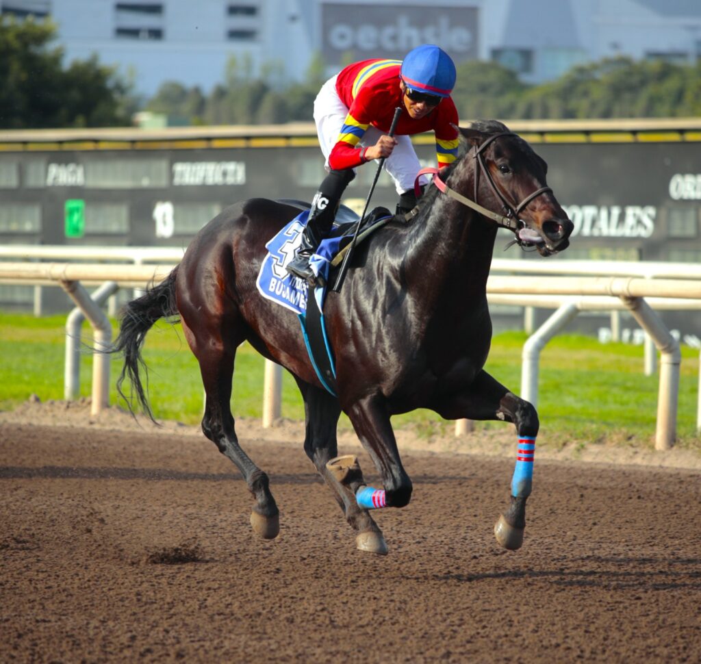 Bujamero y Rey de Oklahoma hacen la exacta del Carlos II Watson [L]