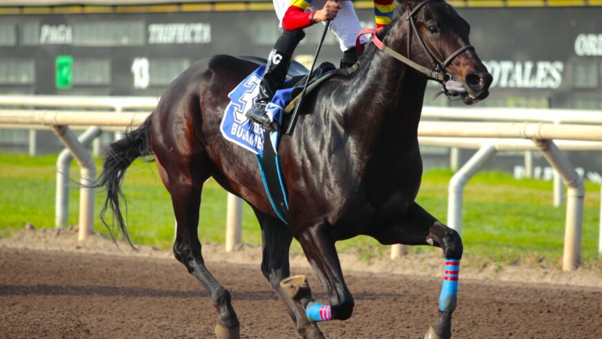 Bujamero y Rey de Oklahoma hacen la exacta del Carlos II Watson [L]