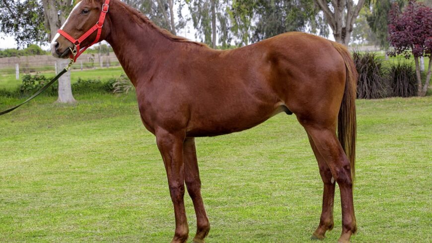 Subasta del HRF: Ocho nominados a Selectos a la venta este viernes