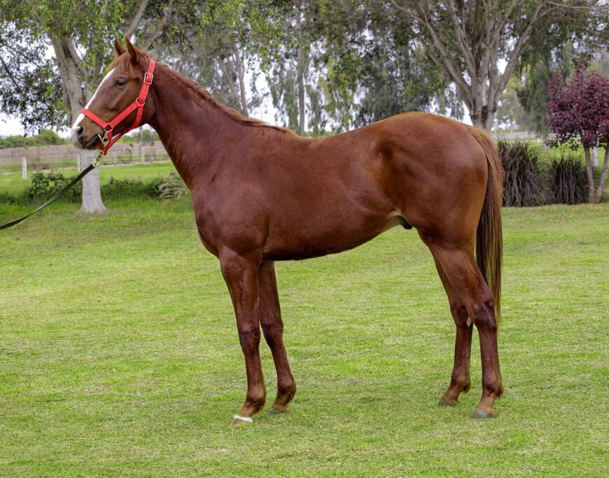Subasta del HRF: Ocho nominados a Selectos a la venta este viernes